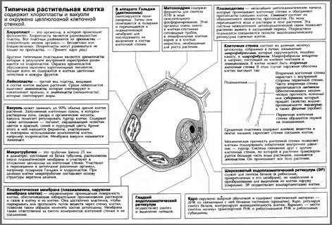 Конспект "Растительная клетка и ее строение" - УчительPRO