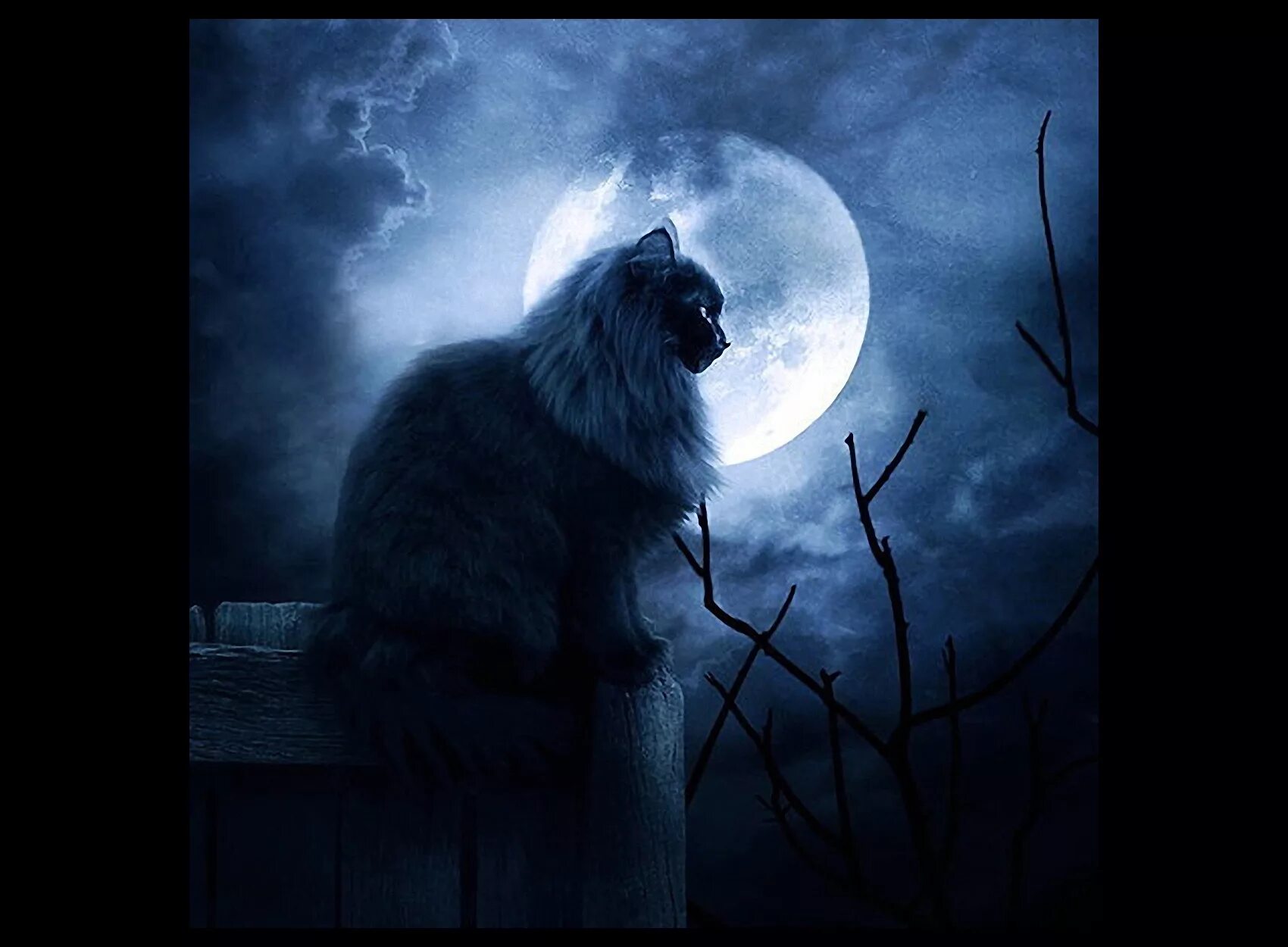 "лунный кот". лунный лунный лунный кот свет. кошка луна. "лунный кот". кошка луна.