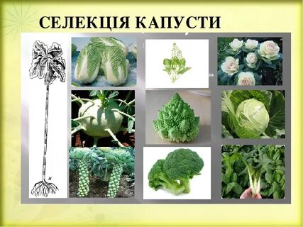 Вид сортов растений какой
