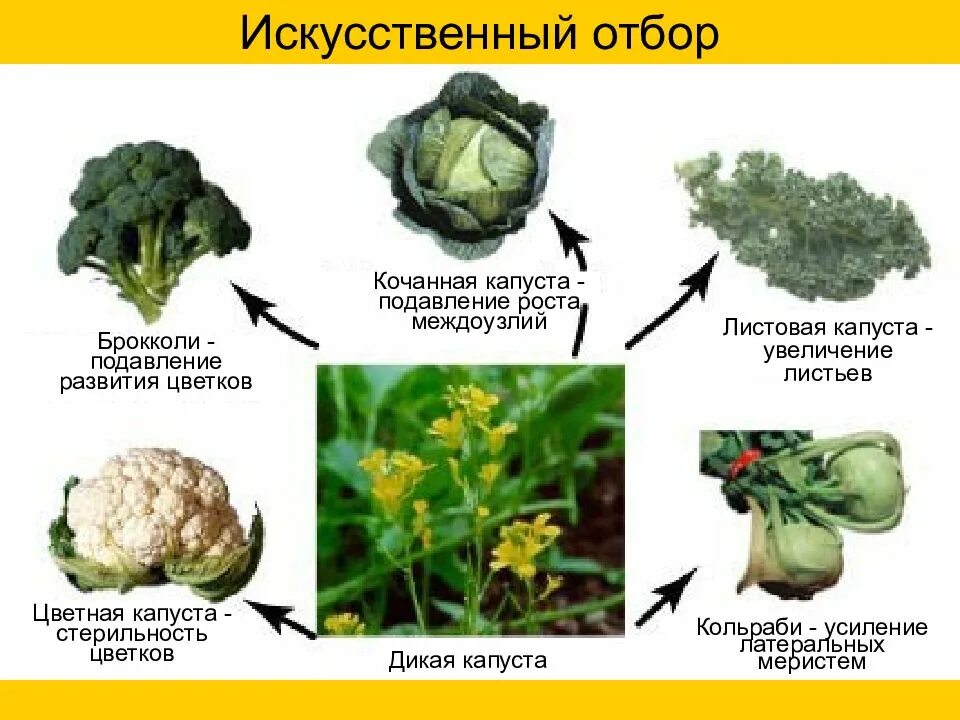 Дикий предок капусты. Селекция капусты. Сорта капусты и дикий предок. Искусственный отбор капуста. Культурные растения капуста.