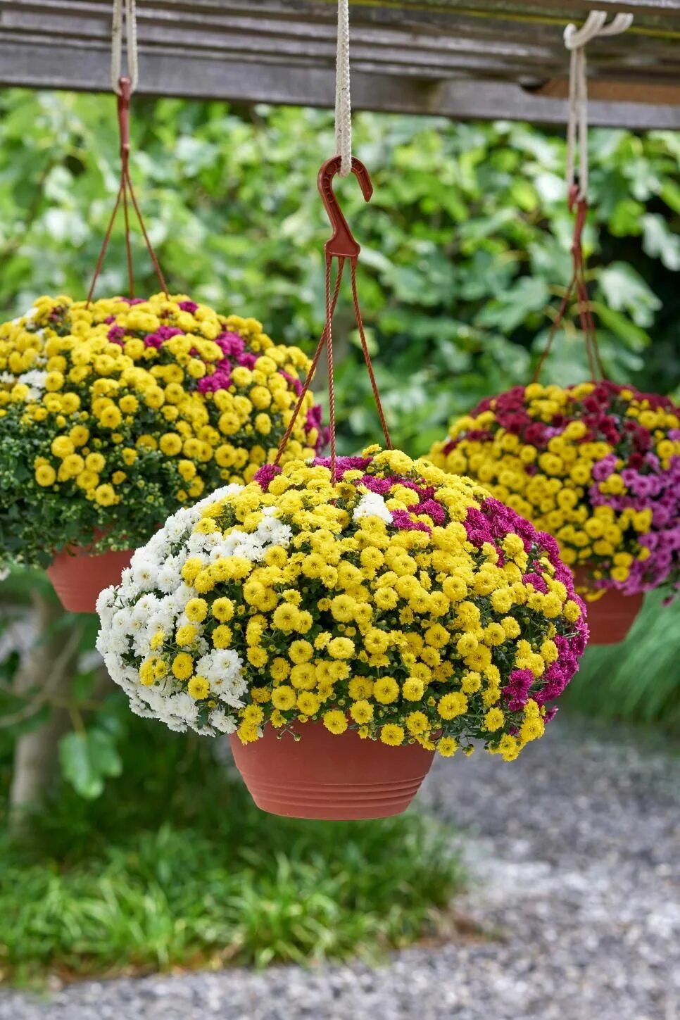 Mums flowers. Ампельная Хризантема мультифлора. Хризантема ампельная Скайфолл. Алиссум ампельный. Хризантема мультифлора микс.