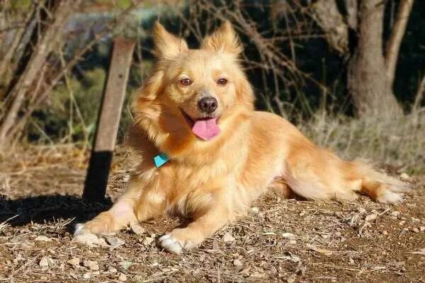 Alopekis...This is an unspoiled breed of dog, useful in many tasks and blessed w