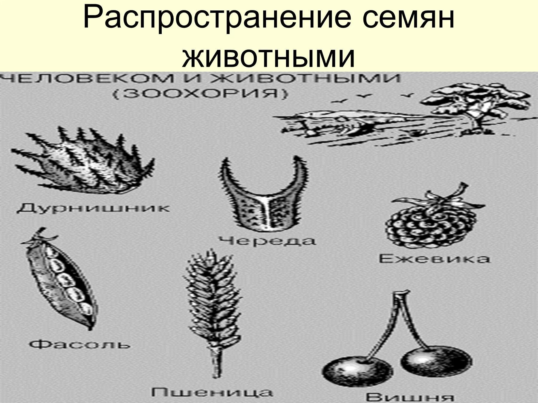 Плоды распространяемые птицами. Распространение плодов и семян животными. Растения семена которых распространяются животными и человеком. Распространение семян растений животными. Распространение семян с помощью животных.