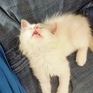 Кот усыпляет кота мем