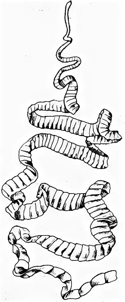 Заболевания вызываемые ленточными червями. Dibothriocephalus Latus ленточные черви.