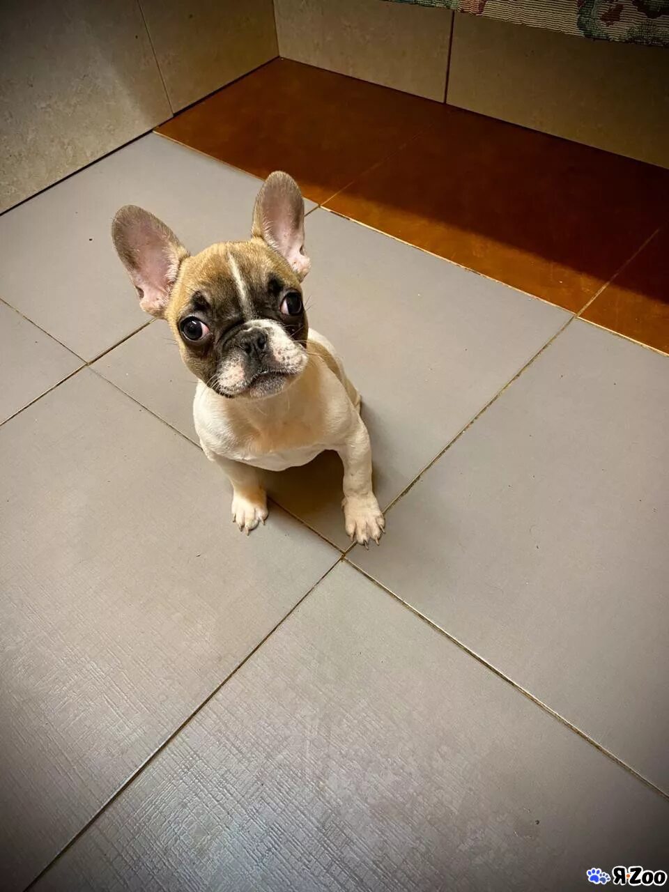 Французский бульдог отдам. Отдам даром французского бульдога оренбург-9. Отдам французского бульдога. Отдам в хорошие руки щенка французского бульдога бендеры. Даром французский бульдог в спб.