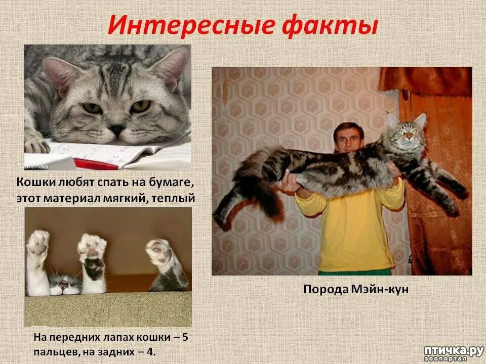 Жизнь кошечек