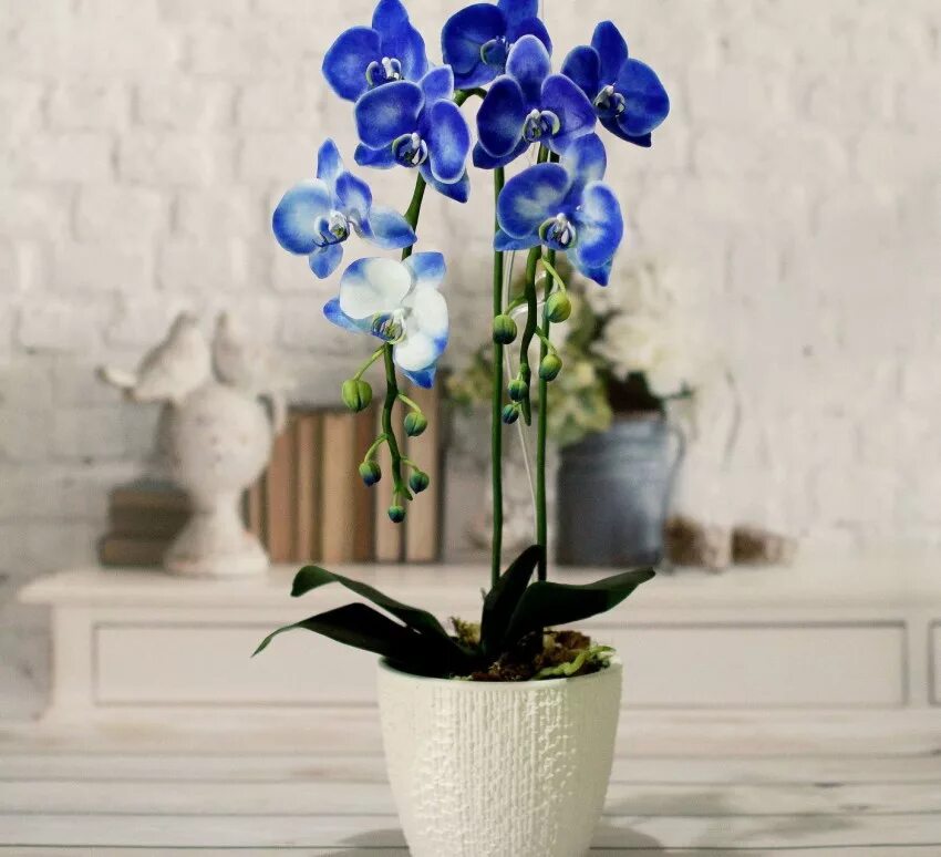 Какого цвета бывают орхидеи. Цимбидиум киви миднайт. Орхидея фаленопсис голубая. Фаленопсис оттенки. Орхидея фаленопсис голубая.