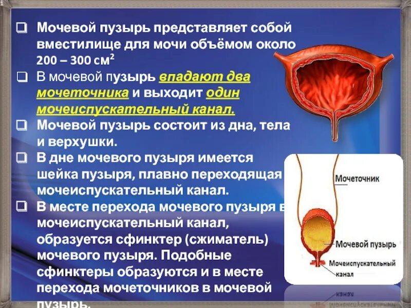 Сколько мочи скапливается в мочевом