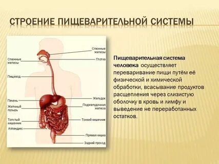 Наука о строении системы органов