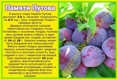 Слива стартовая описание сорта отзывы