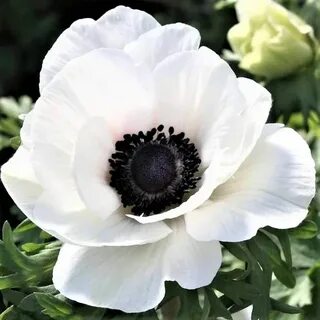 Язык маков