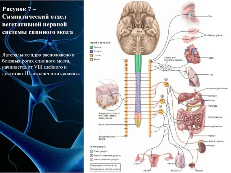 Центры симпатического отдела вегетативной нервной системы. Центры симпатической нервной системы находятся в. Где расположен центральный отдел симпатической нервной системы. Симпатический отдел вегетативной нервной системы схема. Где расположен центральный отдел симпатической нервной системы.