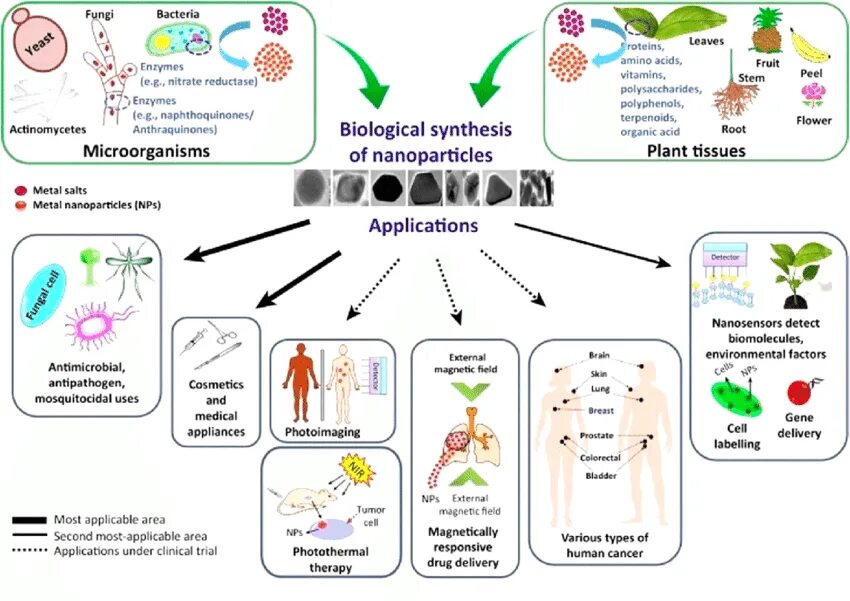 In vitro in vivo аминокислоты. In vitro in vivo аминокислоты. Application of nanoparticles. Synthesis of nanoparticles. Metal oxide nanoparticles.