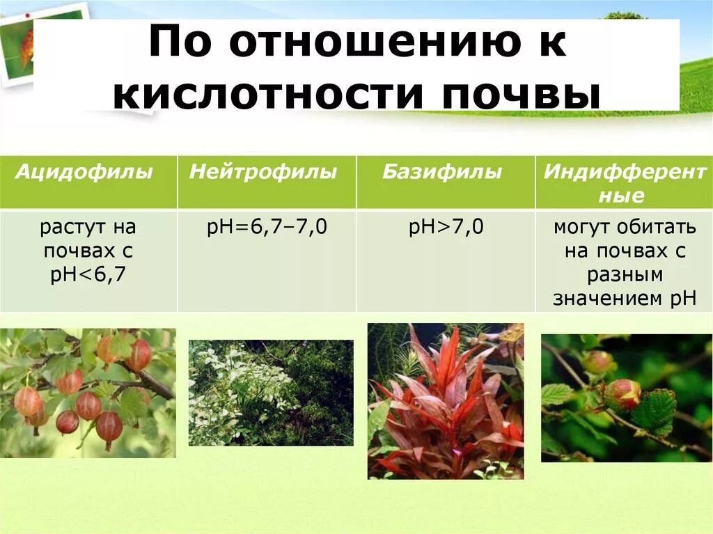 Растения по кислотности. Растения по отношению к почве. Отношение растений к кислотности почвы. Кислотность почвы по растениям. Перец группа растений