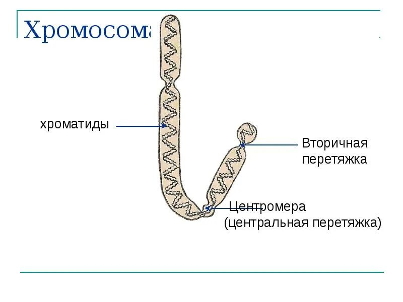 Функция вторичной перетяжки