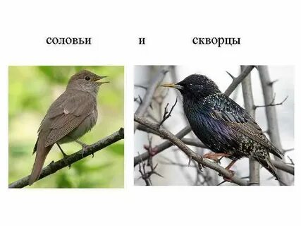Скворец и воробей