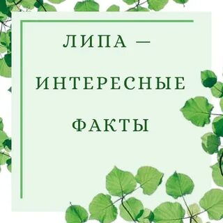 Листья липы липкие