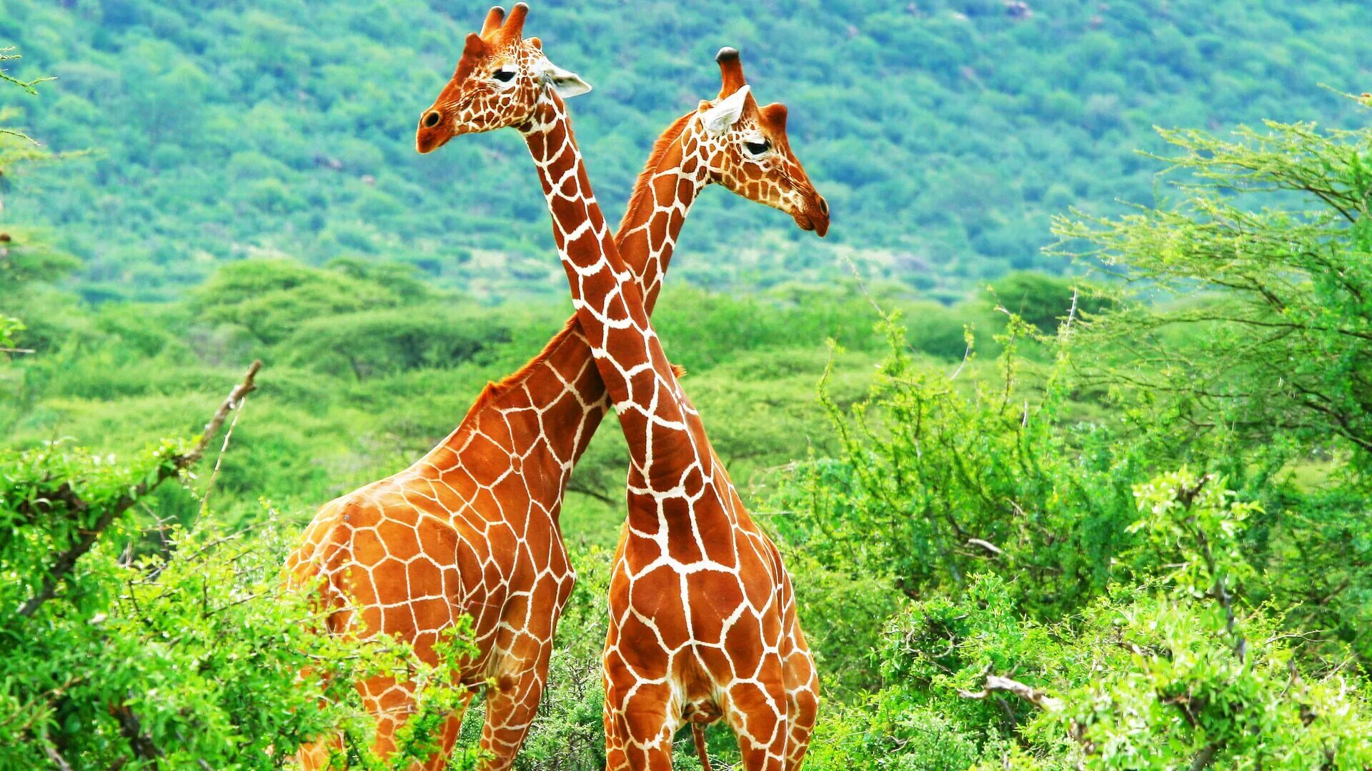 Жираф ротшильда 5 рожек. Млекопитающие жираф. Жираф саванны африки. Жирафы в природе. Масайский жираф.