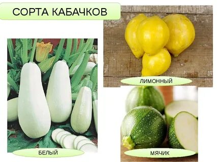 Сколько сортов кабачков