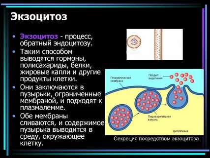Экзоцитоз