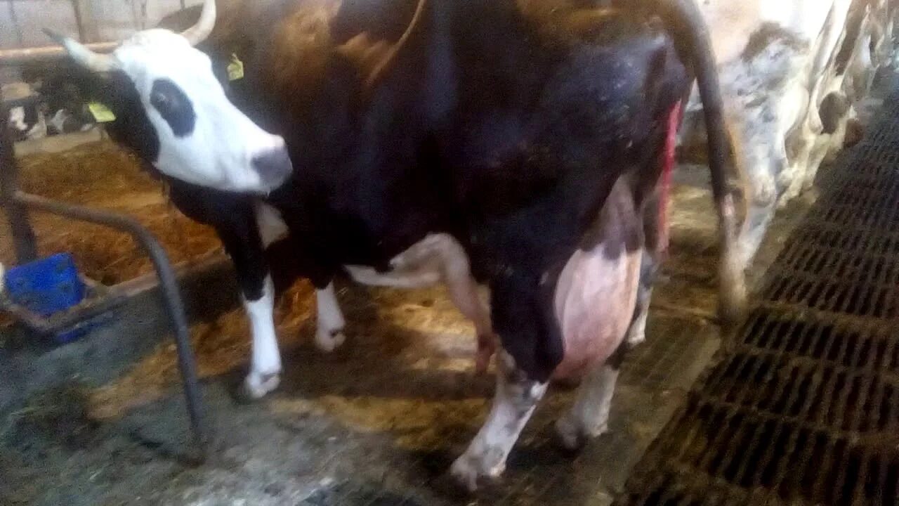 Окситоцин в ветеринарии дозы. Задержание последа крс. Задержание последа у коров лечение. Схема лечения задержания последа у коров. Задержание последа у коров лечение.