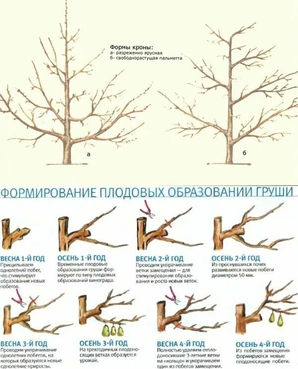 Можно ли посадить грушу