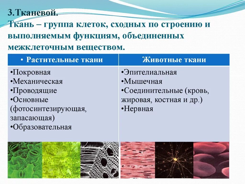 Тканевый уровень организации живой материи. Функции соединительной ткани 5 класс биология. Структура и функции клеток и тканей животных. Группы тканей животных. Клеточный состав живых организмов