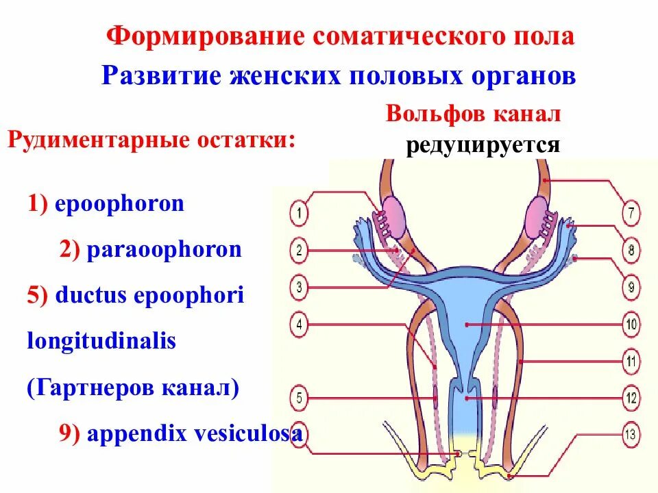 Половая система человека презентация. Анатомия половых органов девочек. Развитие наружных половых органов. Анатомия половых органов для детей. Половая система презентация.