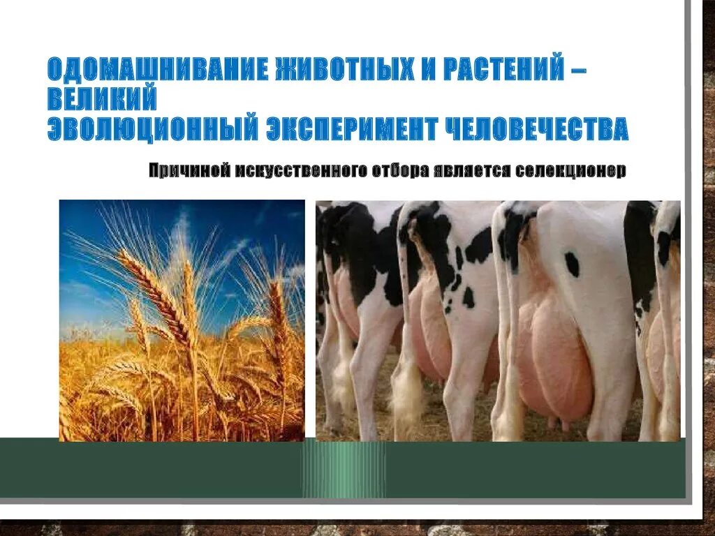 Центры одомашнивания животных. Одомашнивание растений и животных. Одомашнивание животных селекция. Доместикация растений. Когда начался процесс одомашнивания растений