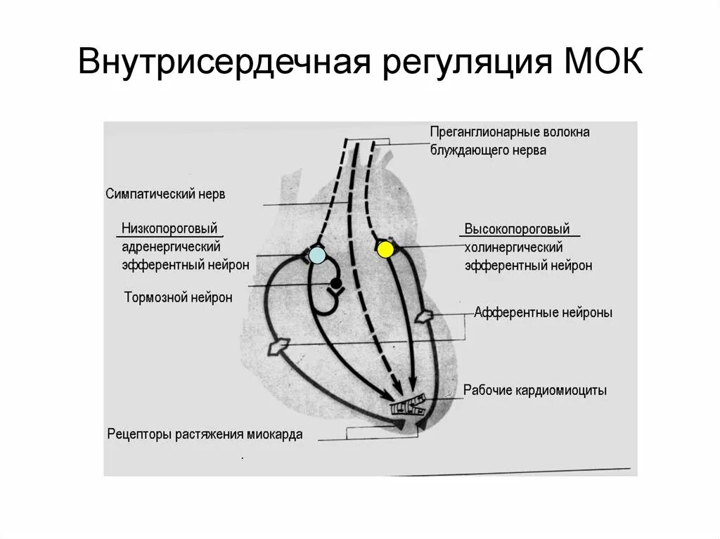 Внутрисердечные регуляторные механизмы физиология. Схема внутрисердечной нервной системы. Схема внутрисердечной рефлекторной регуляции сердца. Внутрисердечные рефлексы Метасимпатическая система.