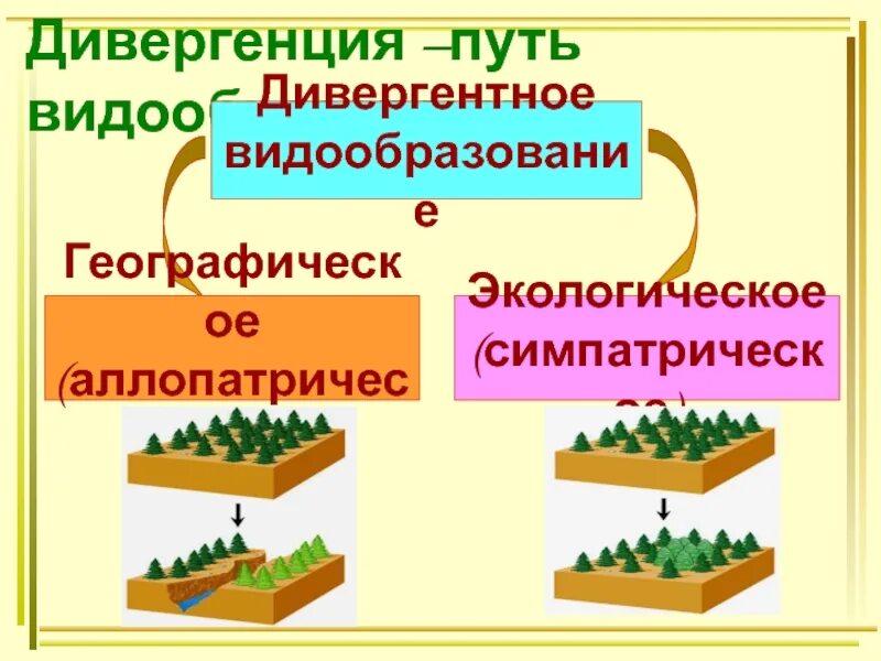 Дивергентное видообразование экологическое. Аллопатрическое и симпатрическое видообразование. Дивергентное видообразование симпатрическое. Аллопатрическое видообразование. Дивергентный путь