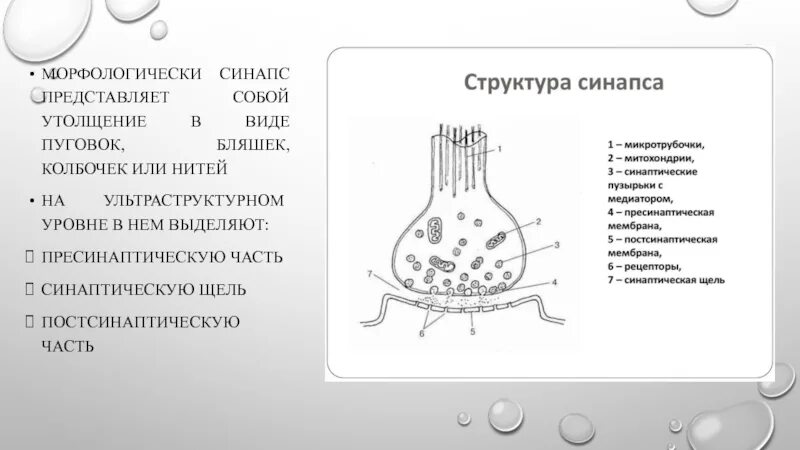 Синапс фикбук. Схема строения синапса. химический синапс рисунок. строение синапса ультраструктура. синаптическая пуговка в синапсе.