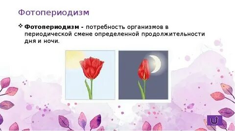 Фотопериодизм это в биологии