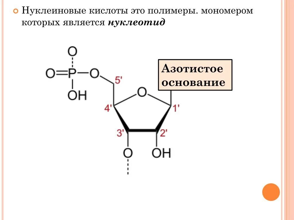 Нуклеиновые кислоты структурная формула. Общая структурная формула нуклеиновых кислот. Формула нуклеиновые кислоты общая формула. Общая формула нуклеотида.