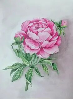 Как нарисовать пион