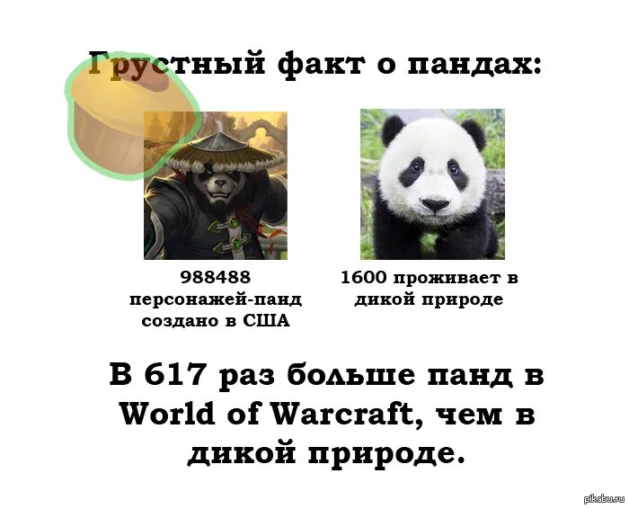 Интересные факты о пандах. Несколько фактов про панду. Факты о пандах для детей. Удивительные факты о панде.