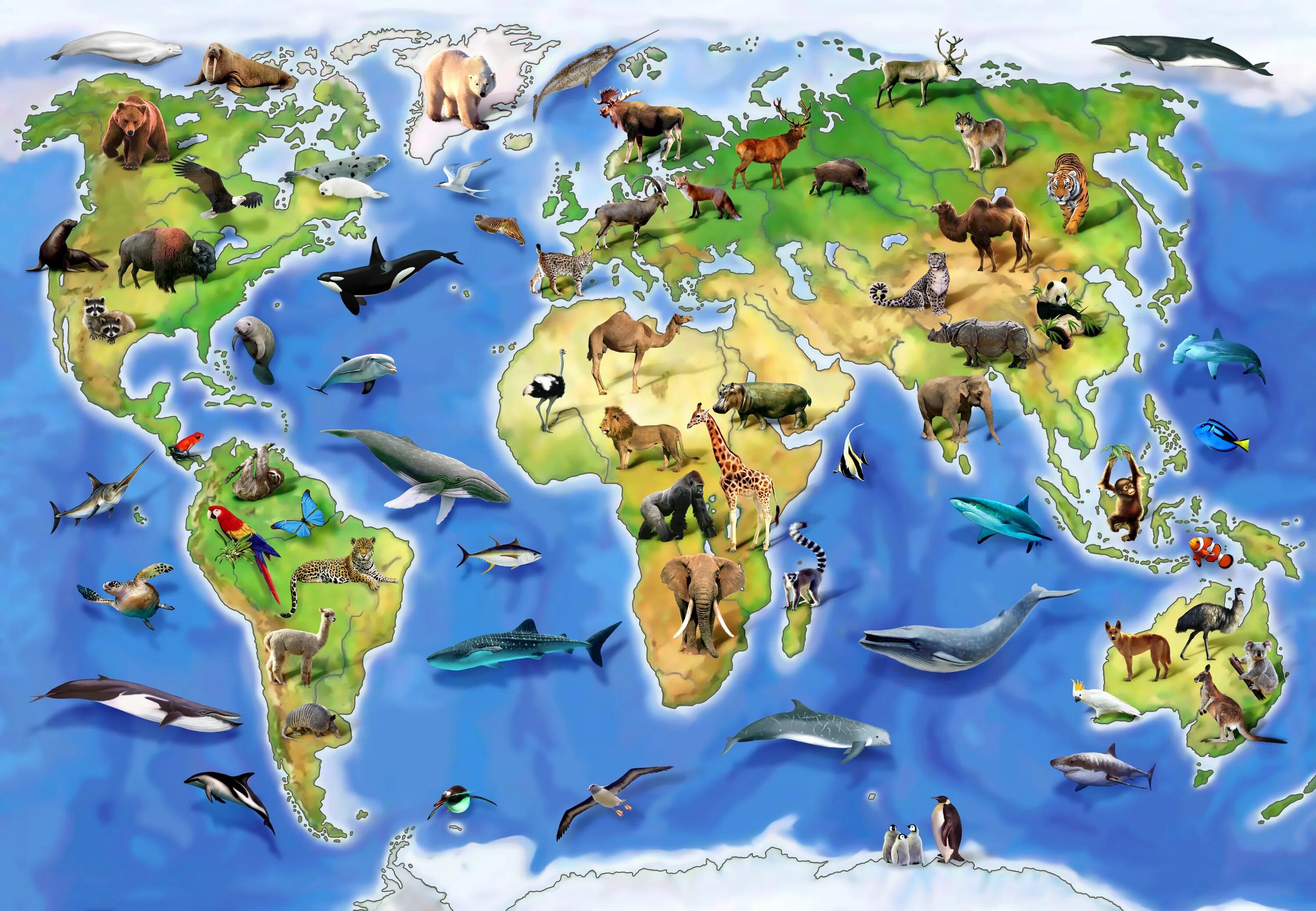Животный мир земли. Животные разных континентов. Животные по континентам для детей.