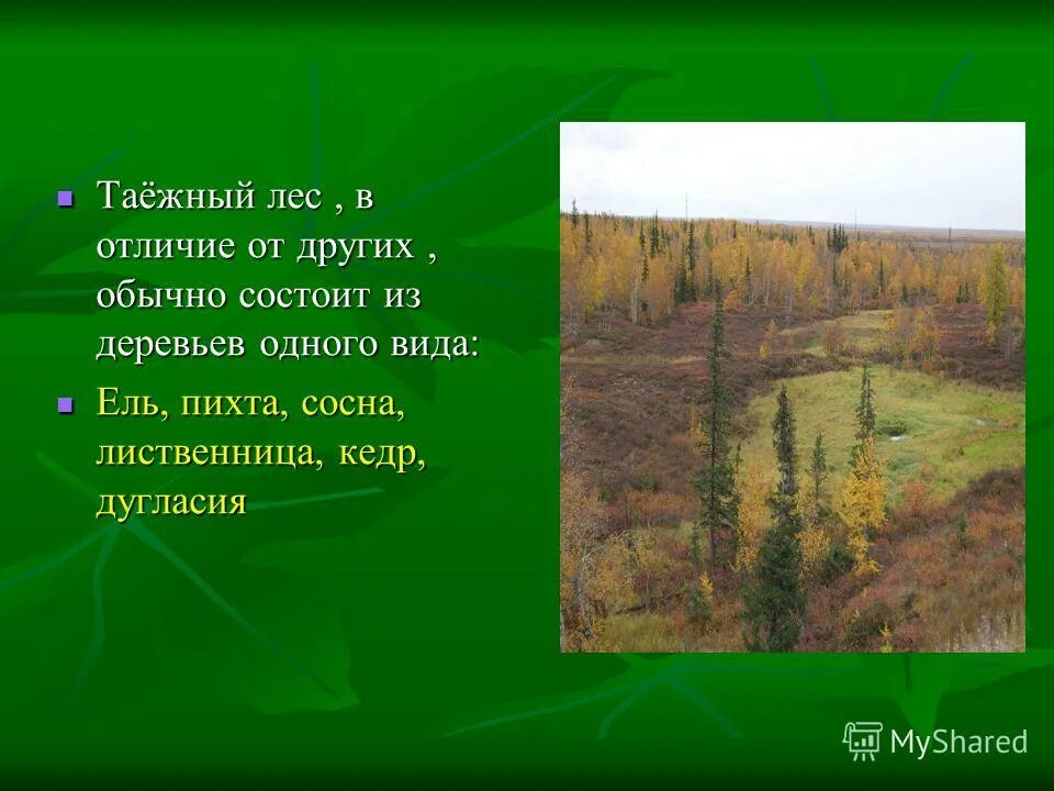 Типы лесов. Типы леса ельники. Из каких деревьев состоит лес. Многолетние насаждения это определение. Хвойные лиственные и смешанные леса.