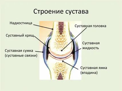 Соединение костей суставная сумка