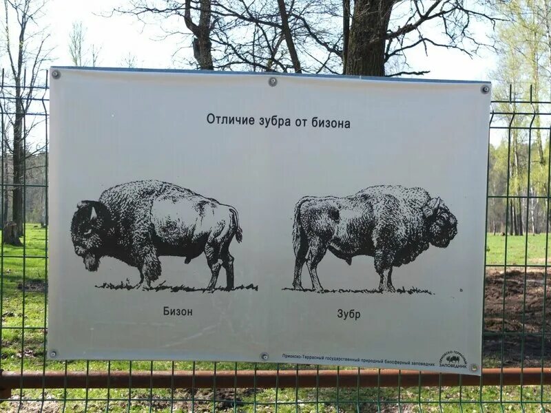 Отличие бизона от зубра. Отличие бизона от зубра. Бизон буйвол зубр отличия. Зубр и бизон разница. Зубр и бизон.