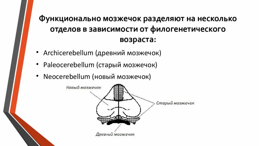 Как проверить мозжечок. Мозжечок архицеребеллум. строение древнего мозжечка. старая часть мозжечка. древняя старая и новая части мозжечка.