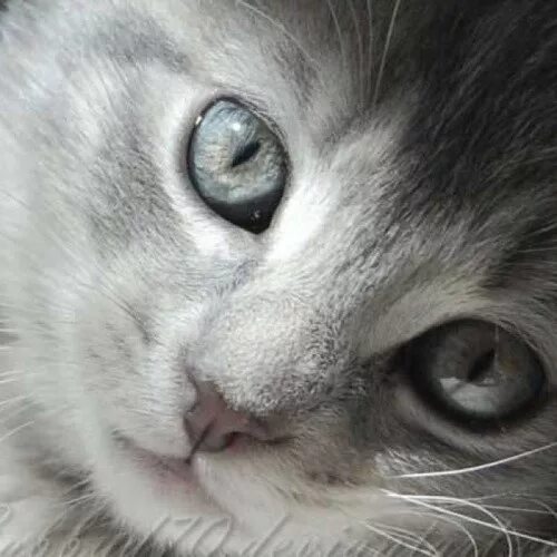 Плачущий котенок видео. Кот плачет. плачущие котята. милый котенок плачет. котик плачет мило.