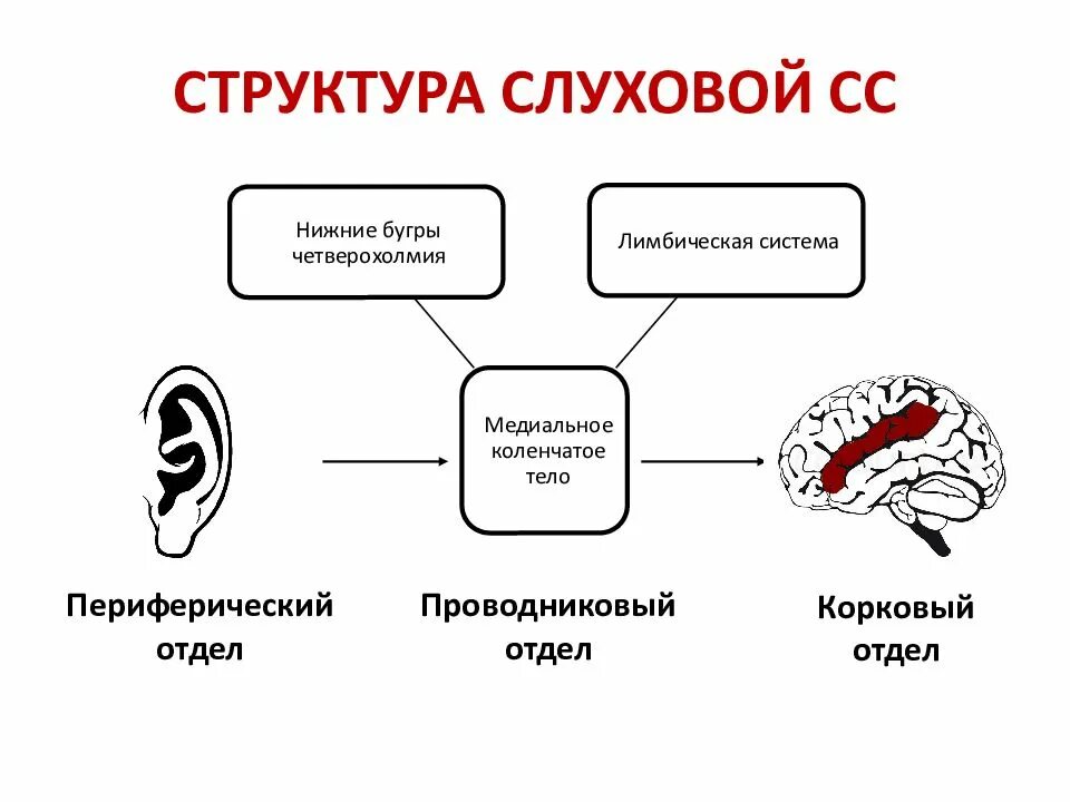 Схема строения слуховой сенсорной системы. Физиология высшей нервной деятельности и сенсорных систем. Центральный отдел слуховой сенсорной системы физиология. Структуры и отделы сенсорной системы человека.