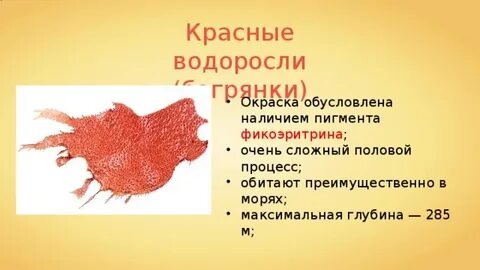 Пигменты водорослей