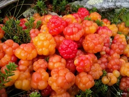 Крошки морошки
