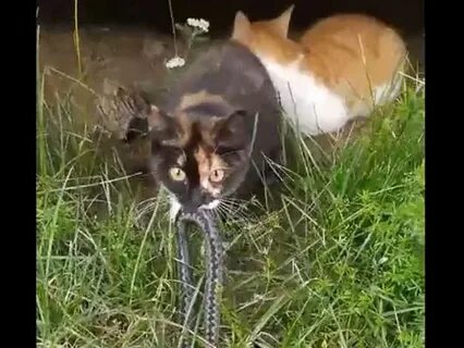 Кошка гадюка