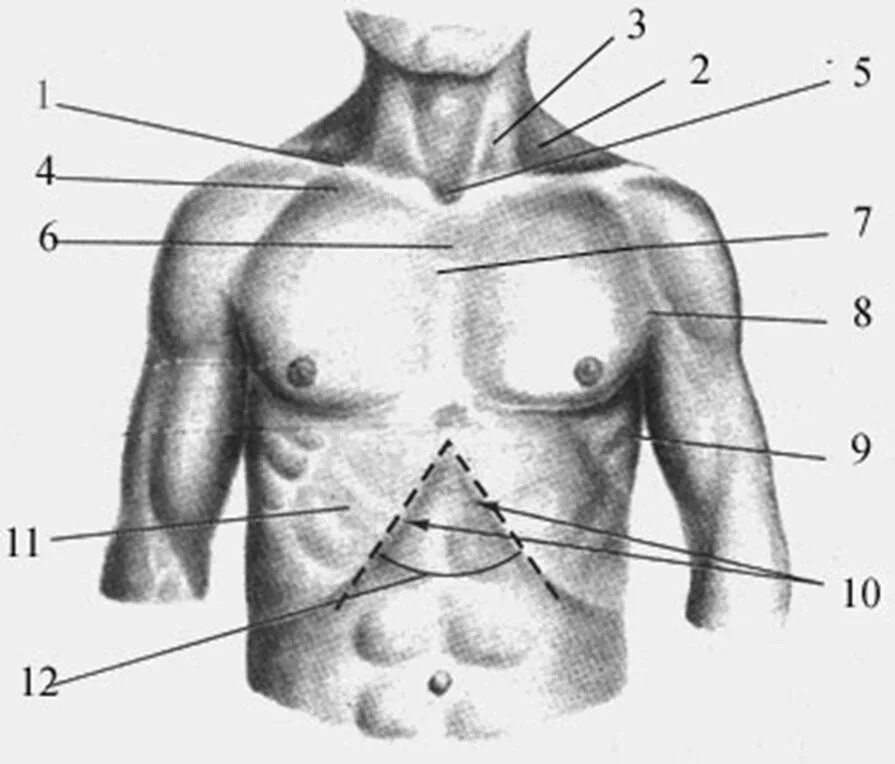 Точка спереди. Проекция грудной клетки на поверхность туловища. Надключичная ямка.