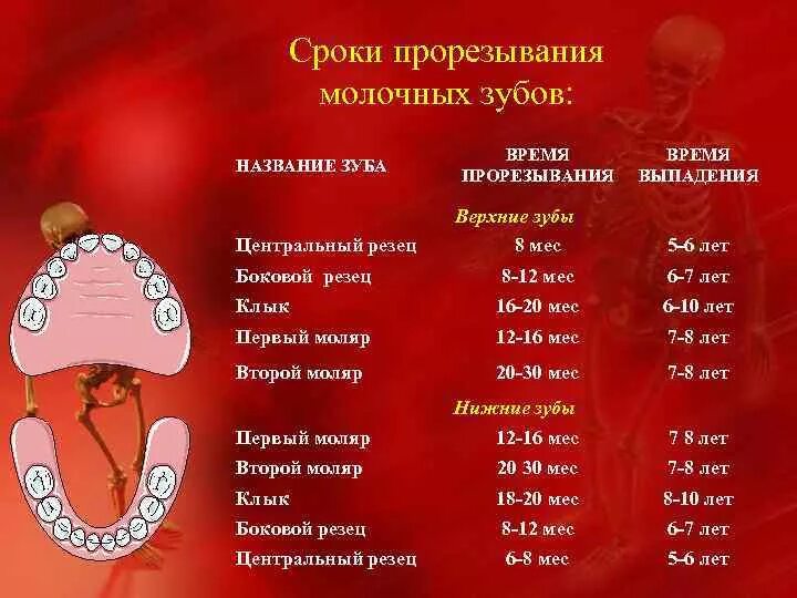 Зубы по возрасту таблица. Сроки прорезывания зубов молочных зубов. Возраст прорезывания зубов у детей таблица молочных. Сроки прорезивание молочных зубов. Сроки прорезывания молочныхубов.