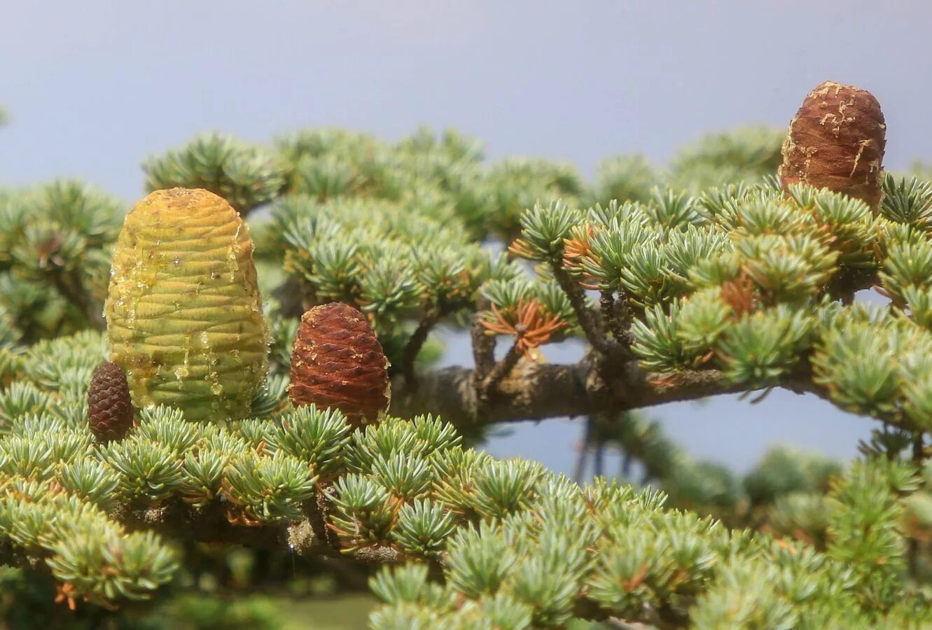 кедр сибирский лес. воропаевская сосна фроловский район. леса алтайского края сосна, кедр. кедр сибирский горный алтай. сосна обыкновенная габитус.